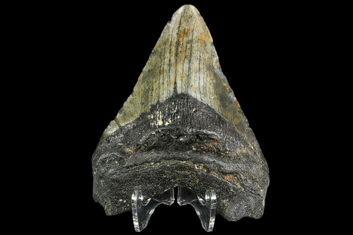 Fossil Megalodon Tooth - North Carolina #108967